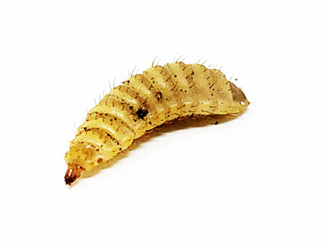 BSF lifecycle lavae2