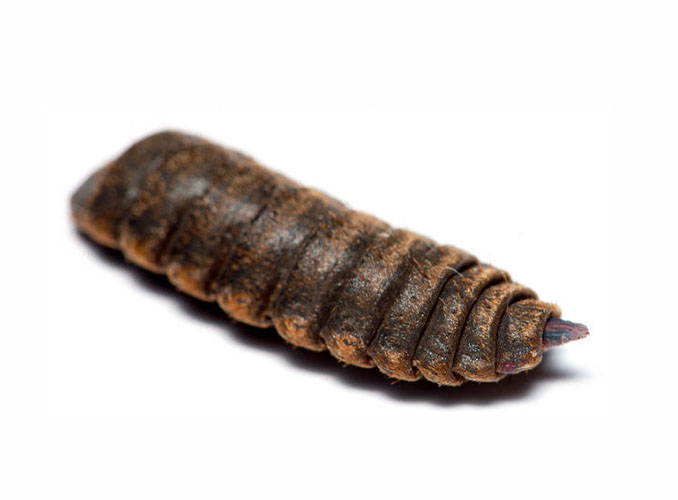 BSF lifecycle pupa2